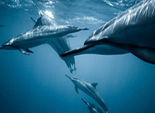 华体会hth下载-钟义浩乱战中打破僵局+激情脱衣庆祝，河南1-0领先国安！